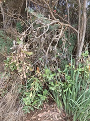 Banksia quercifolia