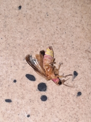Aspisoma aegrotum