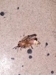 Aspisoma aegrotum