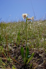 Fritillaria striata