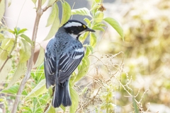 Black-Throated Gray Warbler photo 6