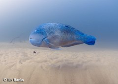 Choerodon schoenleinii