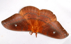 Syntherata janetta