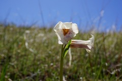 Fritillaria striata