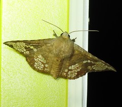 Canaea hyalospila