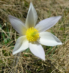 Pulsatilla vernalis