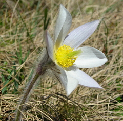 Pulsatilla vernalis