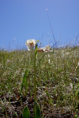 Fritillaria striata