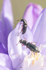 Eschatocrepis constrictus