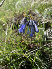 Mertensia longiflora