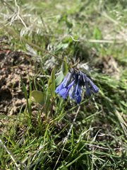 Mertensia longiflora