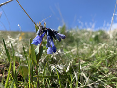 Mertensia longiflora