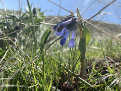 Mertensia longiflora