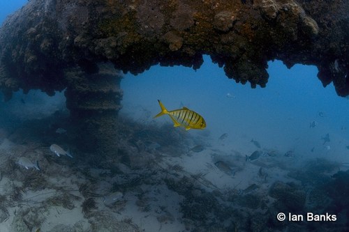 Golden Trevally