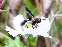 Physocephala floridana