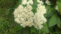 Viburnum fordiae