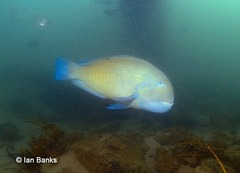 Choerodon schoenleinii