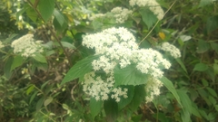 Viburnum fordiae