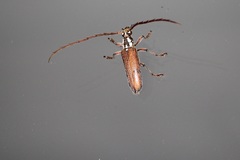 Strongylurus thoracicus