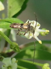 Molorchus bimaculatus