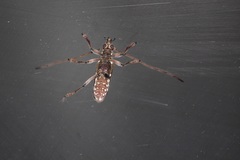 Strongylurus thoracicus