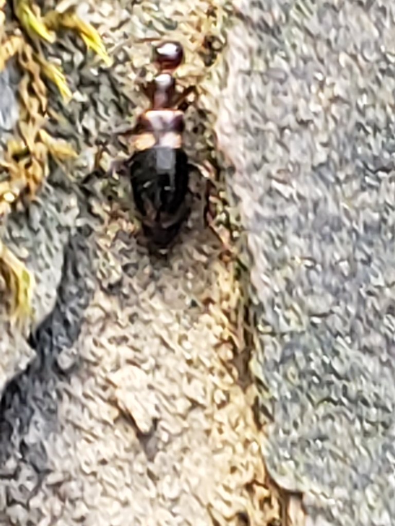 Malporus formicarius