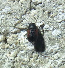 Pachybrachis cruentus