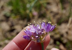 Allium howellii