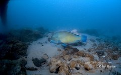 Choerodon schoenleinii