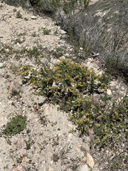 Acmispon dendroideus dendroideus