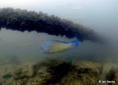 Choerodon schoenleinii