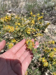 Acmispon dendroideus dendroideus