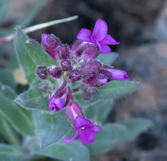 Boechera breweri breweri