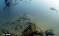 Epinephelus lanceolatus