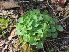 Caltha palustris
