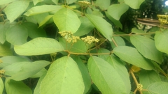 Callicarpa formosana