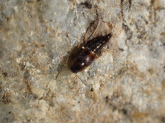 Nitidotachinus