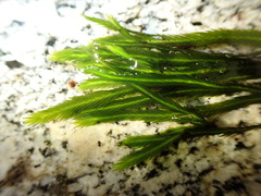 Fissidens grandifrons