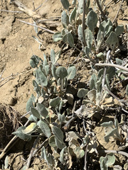 Eriogonum niveum