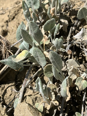 Eriogonum niveum