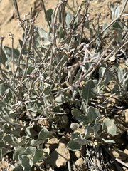 Eriogonum niveum