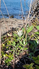 Artemisia suksdorfii