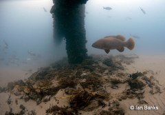 Epinephelus lanceolatus