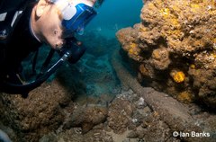 Cleidopus gloriamaris