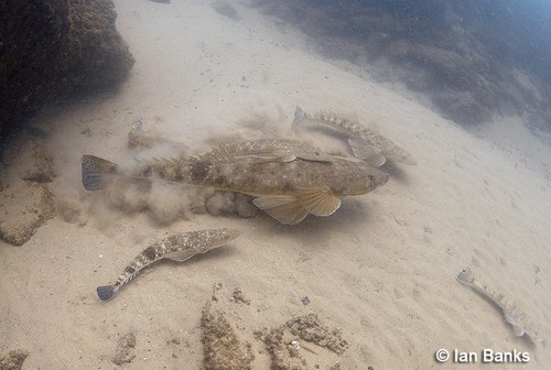 Dusky Flathead