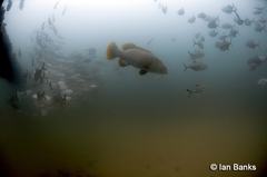 Epinephelus lanceolatus