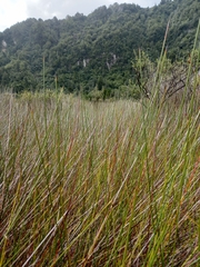 Netrostylis capillaris