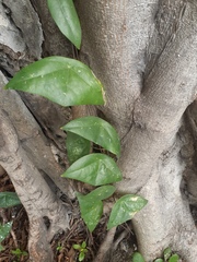 Passiflora sexocellata