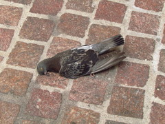 Columba livia domestica