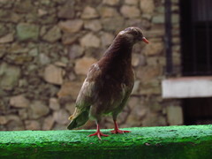 Columba livia domestica